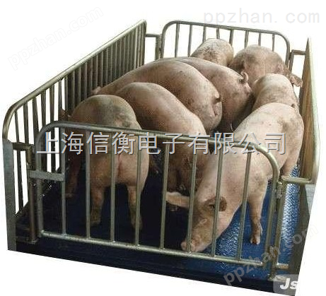 浙江1.5吨猪笼电子秤，浙江猪笼秤